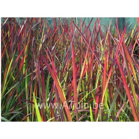 Imperata Cylindrica Red Baron Met 1 Jaar Groeigarantie Tot 15