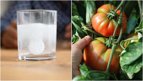 3 Things Aspirin Does For Tomato Plants (& 3 Things It Won't Do) - Tomato Bible