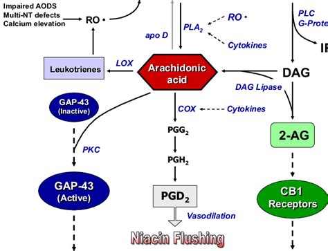 An Overview Of Phospholipids Turnover Arachidonic Acid And Eicosanoid