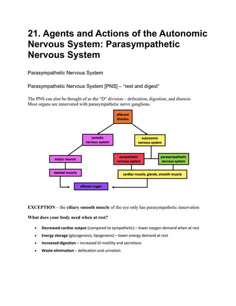 Solution Agents And Actions Of The Autonomic Nervous System