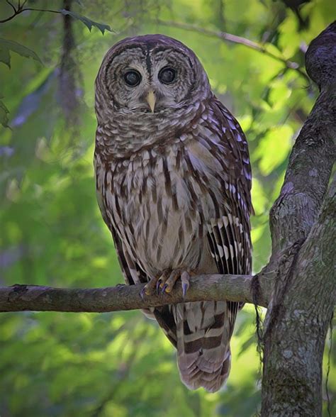 Barred Owl Strix Varia By Ashley Hockenberry The Owl Pages