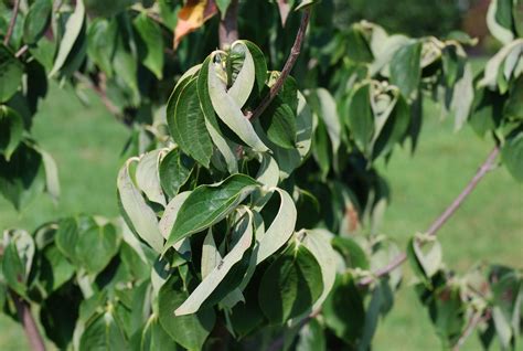 Chinese (Kousa) Dogwood Doesn’t Like Extreme Heat | What Grows There ...