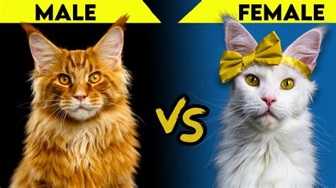 Maine Coon Cats Male Vs Feminine Largest Variations PetsBlogLive