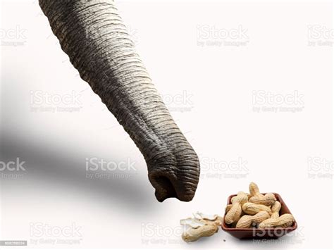 Elephant Collects Donated Peanuts Stock Photo Download Image Now