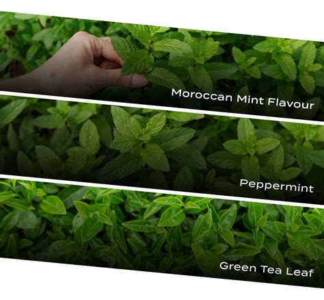 moroccan mint  tea bags green tea