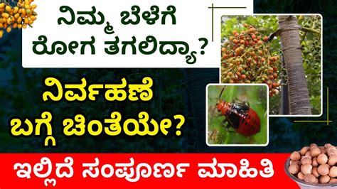 Areca Nut Disease Causes Symptoms And Solution Details In Kannada ಅಡಿಕೆ ಕೃಷಿ Areca Nut