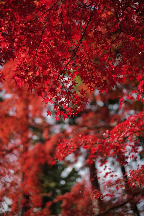 景色画像 Photos Download The Best Free 景色画像 Stock Photos And Hd Images