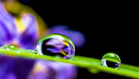 Royalty Free Photo Macro Shot Photography Of Water Drop On Leaf Pickpik