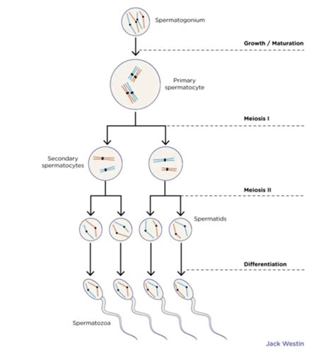 Reproduction And Development Flashcards Quizlet