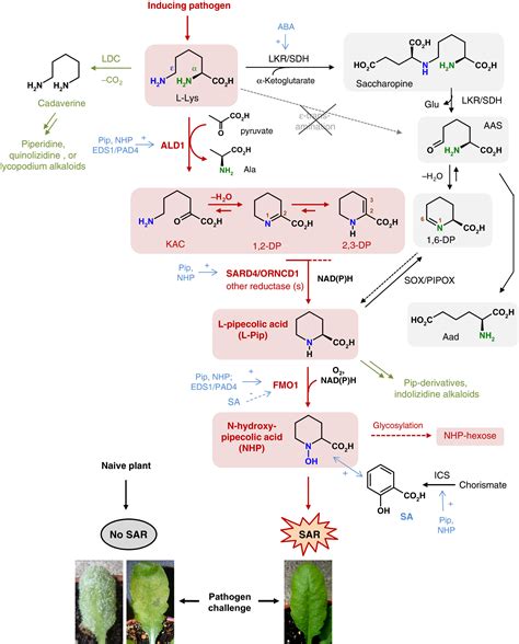 L‐lysine Metabolism To N‐hydroxypipecolic Acid An Integral Immune‐activating Pathway In Plants