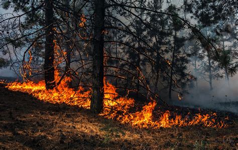 Tapety Wildfire Natura Lasy Ogień Trawa Drzewa