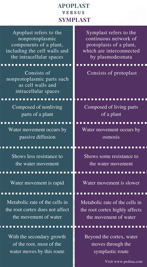 Understanding Apoplast and Symplast: Definition, Process, and Characteristics