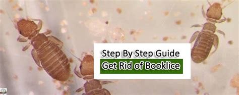 How To Get Rid Of Booklice A Step By Step Guide