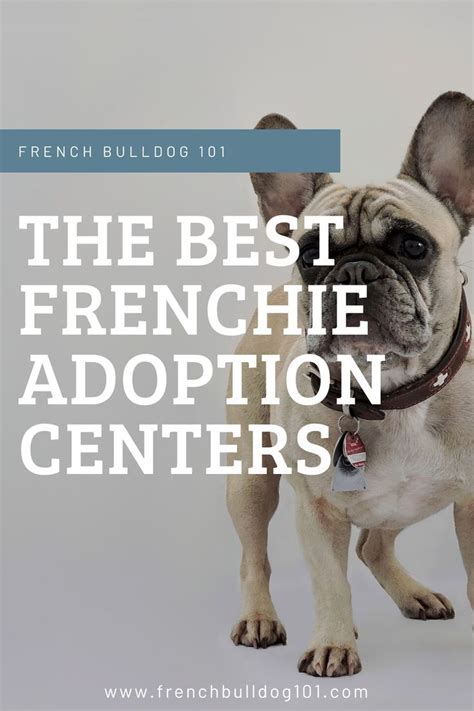 Best Frenchie Adoption Centers in 2020 | French bulldog rescue, French ...