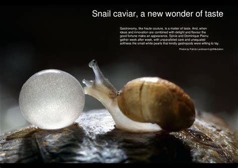 Snail caviar, a new wonder of taste by lightmediation - Issuu