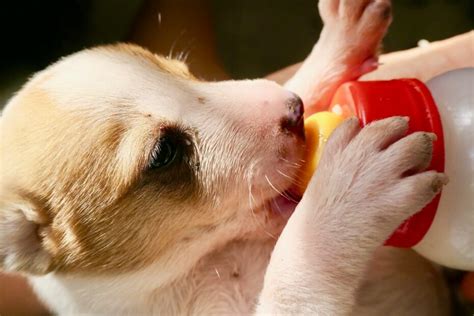 Cuándo Alimentar a Tu Cachorro Para Tu Mascota