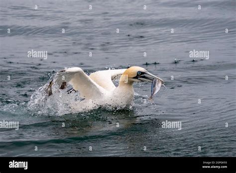 Northern Gannet diving for fish Stock Photo - Alamy