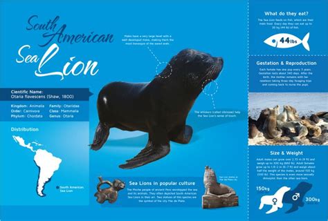 This Infographic Gives Basic Facts About Sea Lions Including Scientific