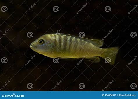 Lombardoi Mbuna Kenyi Mbuna Kennyi Mbuna Kenyi Cichlid Maylandia