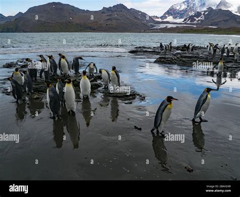 King island wildlife hi-res stock photography and images - Alamy