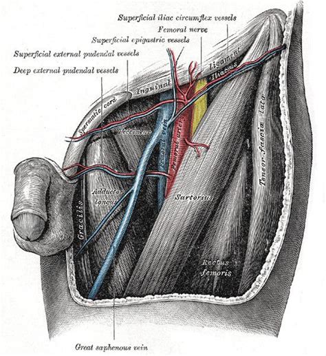 Deep External Pudendal Artery Alchetron The Free Social Encyclopedia