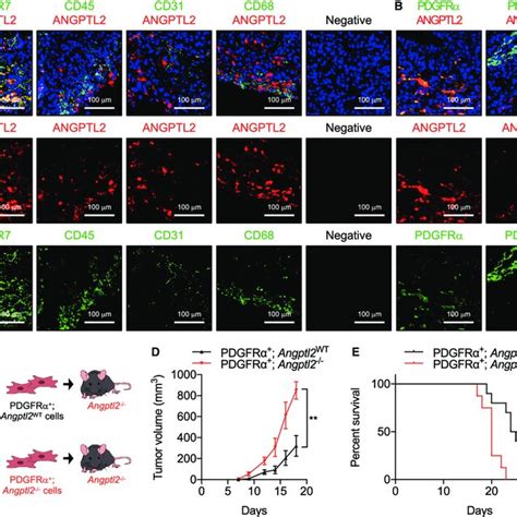 Pdgfr Fibroblast Derived Angptl Inhibits Tumor Growth A B