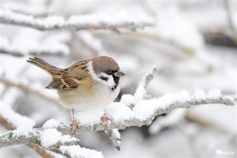 ho haho idokep keptar