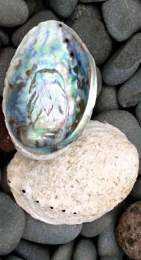 Natural Paua Abalone Shell Informacionpublica Svet Gob Gt