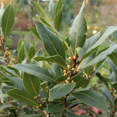 Todo Sobre El Laurel Laurus Nobilis Árboles Frutales