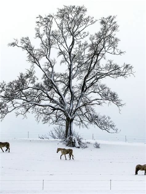 Der Winter Hat Deutschland Im Griff