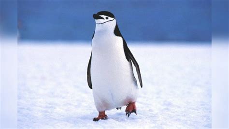 Los pingüinos son aves Por qué no pueden volar