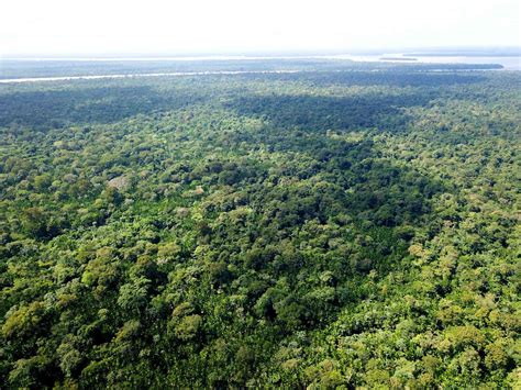 Los Bosques M S Grandes Del Mundo