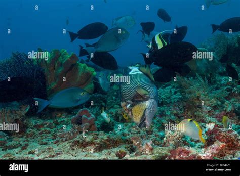 Coral Fish In Coral Reef Raja Ampat West Papua Indonesia Stock Photo