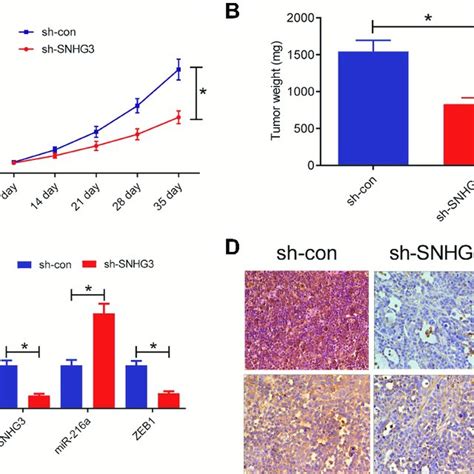 Snhg Knockdown Suppressed Tumor Growth In Vivo A Cells Stably