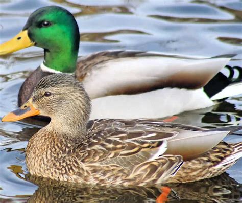 Ducks In Maine With Pictures Birdwatching Central