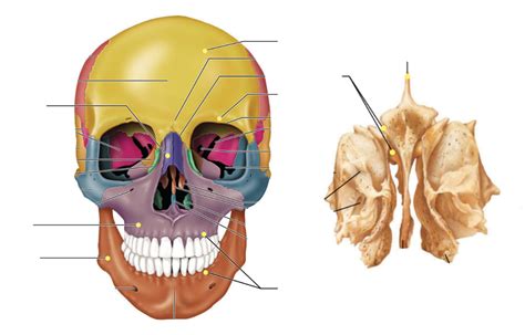 ANAT 260 Human Anatomy Week 2 Midterm Notes Anterior Skull And