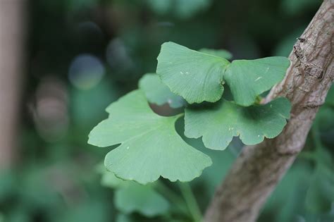 Ginkgo Biloba Sale De Rbol Foto Gratis En Pixabay