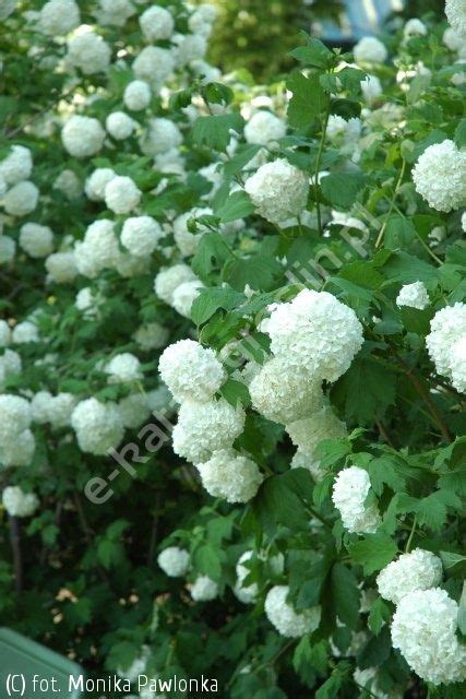 Kalina Koralowa Roseum Viburnum Opulus Roseum Katalog Roślin