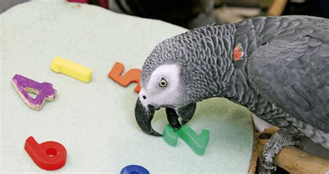 Why Alex The Parrot May Have Been The World's Smartest Bird [VIDEO]