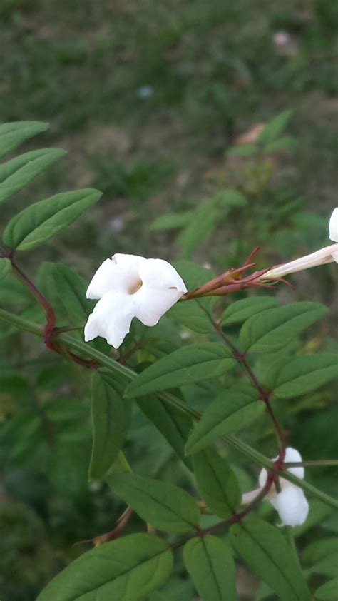 Jasmine Grandiflorum Absolute – Chameli Flower Absolute – Egyptian