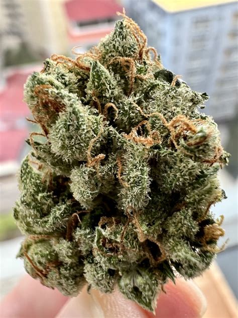 Banana Kush - Strain Review - HighThailand