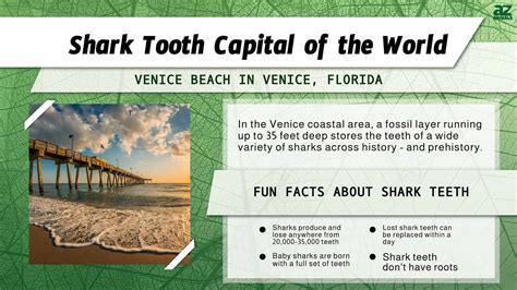 Discover The Florida Beach Known As The `shark Tooth Capital Of The