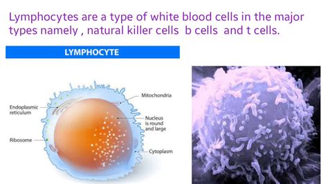 A Schematic Of The Life Cycle Of The Lymphocytes The Structu