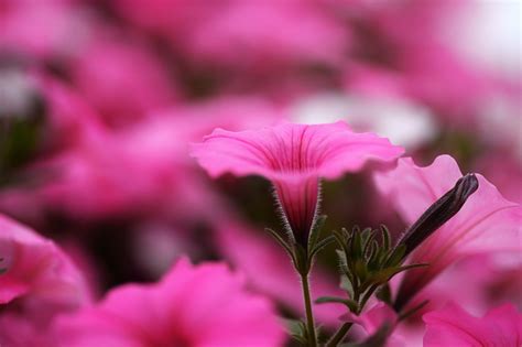 Wallpaper Flowers Red Plants Blossom Pink Leaf Flower Flora