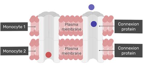 Cardiac Muscle Tissue Function And Labeled Diagram Getbodysmart