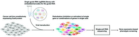 Schematic Of High Throughput Genetic Screening Using Clustered