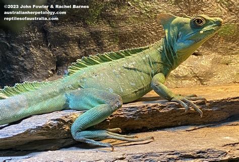 Green Basilisk Basiliscus Plumifrons