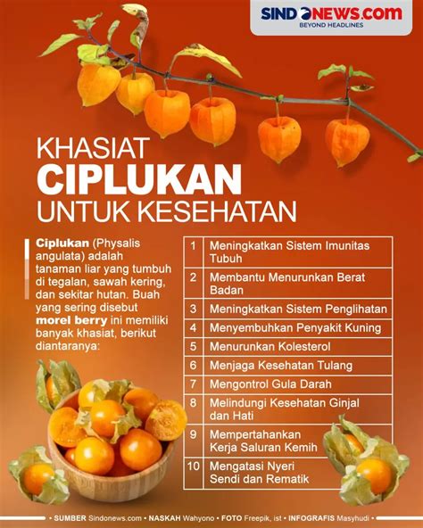 Buah Ciplukan