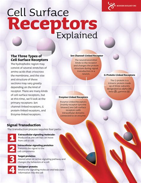 Cell Surface Receptors Explained Modern Biology Inc