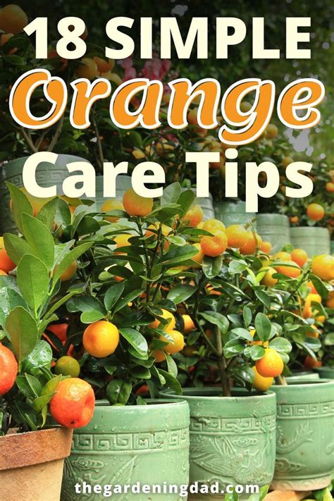 How To Grow Orange Trees In Pots Easy Tips